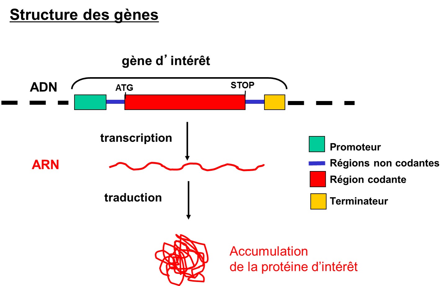 Fig 2 _ structure des gènes